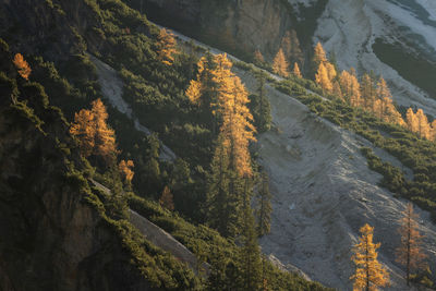 High angle view of trees and mountains during autumn