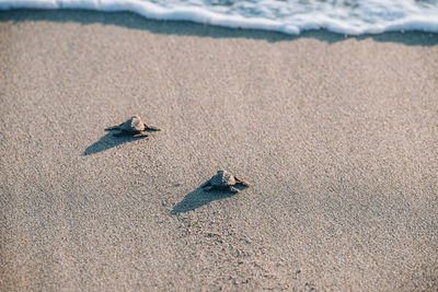 High angle view of turtles moving towards sea on beach