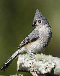 Close-up of bird perching on branch