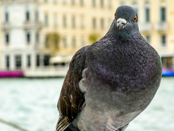 Close-up of pigeon by lake against buildings
