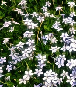 Full frame shot of white flowers