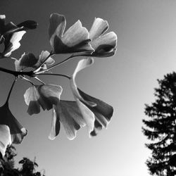 Low angle view of flowering plant against sky