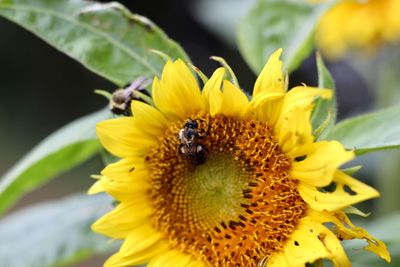 Close-up of bee pollinating on sunflower