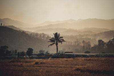 Scenic view of palm trees on field against sky