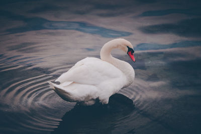 Swan swimming in lake