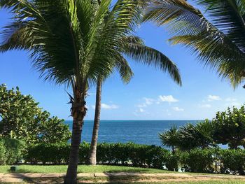 Palm trees by sea against sky