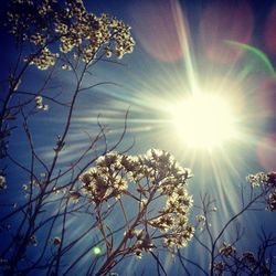 Sun shining through trees