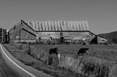 Cows grazing in a farm