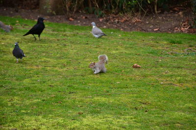 Ducks on a field