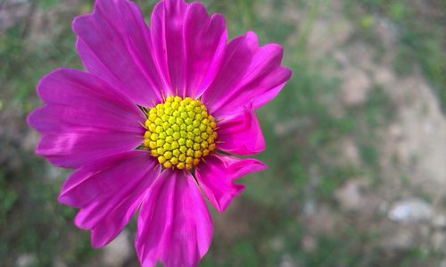 Close-up of pink flower