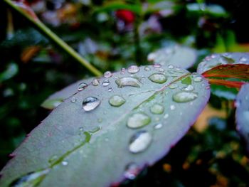 Close-up of wet maple leaf during autumn