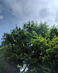 Low angle view of tree against sky