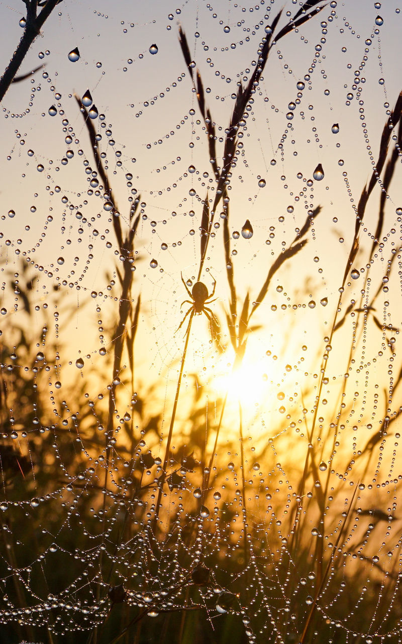 sunset, nature, sky, drop, beauty in nature, sunlight, sun, no people, plant, branch, water, focus on foreground, wet, close-up, tranquility, back lit, fragility, silhouette, outdoors, lens flare, backgrounds, freshness, growth, scenics - nature, environment, moisture, dew, reflection, sunbeam, light, tranquil scene, grass, orange color, flower, landscape, land, leaf, idyllic