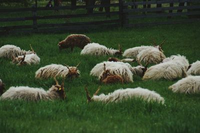 Sheep on field