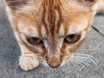 Close-up portrait of a cat