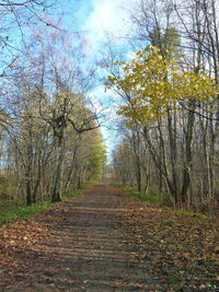 Footpath amidst trees during autumn