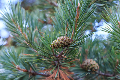 Pine cone in pine with unfocused background. concept fruit of a tree