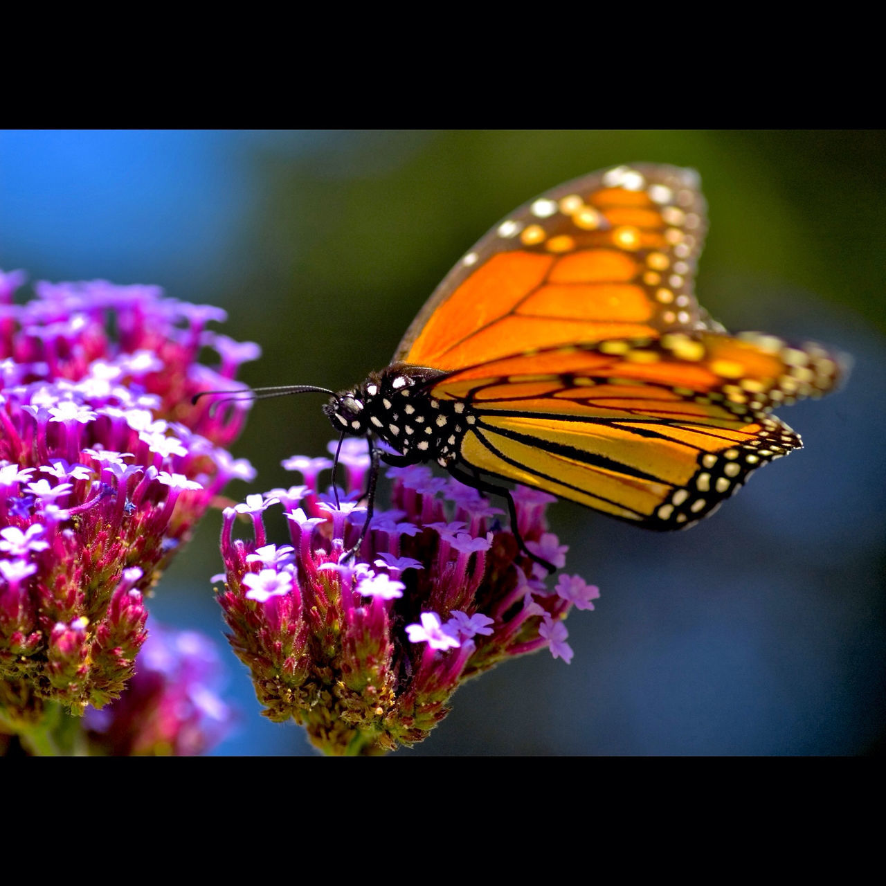 flower, insect, one animal, animal themes, animals in the wild, wildlife, butterfly - insect, butterfly, pollination, fragility, freshness, petal, close-up, beauty in nature, transfer print, focus on foreground, pink color, plant, nature, growth