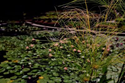 Close-up of plant