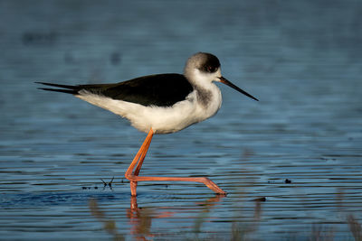 Black-winged stilt wades through shallows at dawn