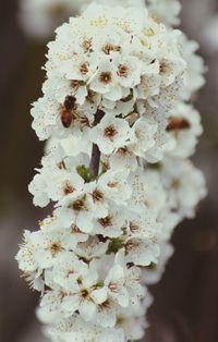 Close-up of white flowers blooming in park