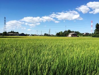 Scenic view of agricultural field against sky