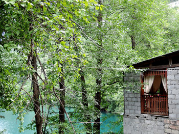 House amidst trees