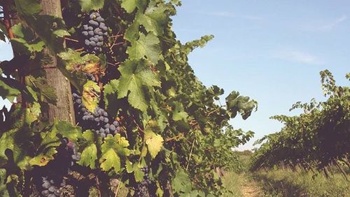 Low angle view of trees against sky