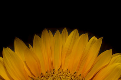 Close-up of yellow flower against black background