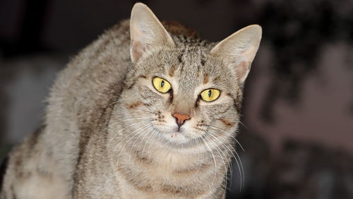 Close-up portrait of a cat