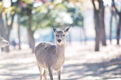 Portrait of a deer