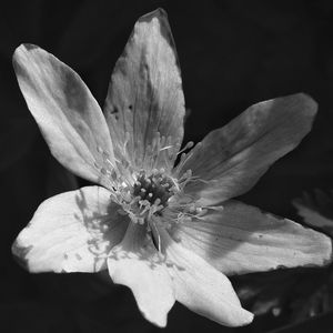 Close-up of flowering plant against black background