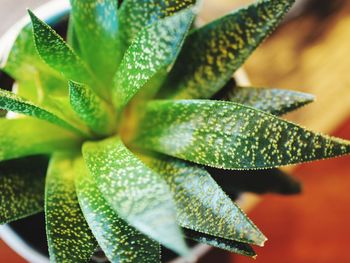 Close-up of succulent plant