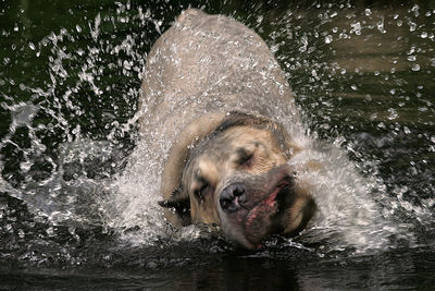 Dog splashing water in lake