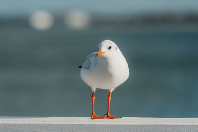 Close-up of seagull perching on retaining wall