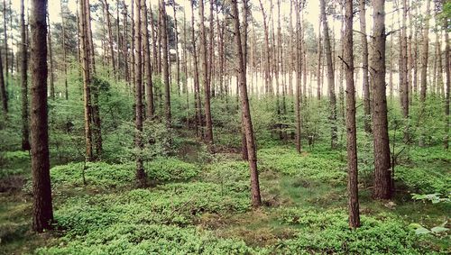 Trees in forest