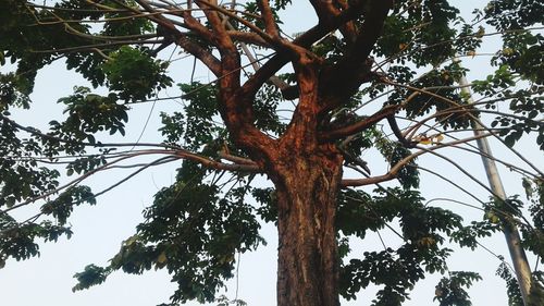 Low angle view of tree against sky