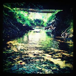 Plants in water