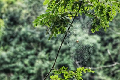 Close-up of tree branch in forest