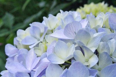 Close-up of hydrangea blooming outdoors