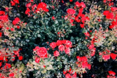 Close-up of red flowers