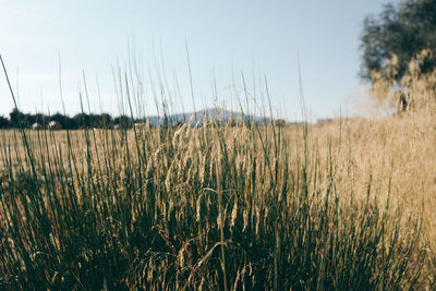 Plants growing on field