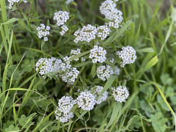 Close-up of white flowering plants