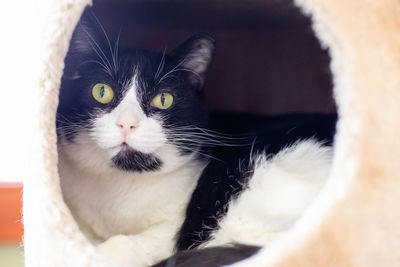 Close-up portrait of a cat