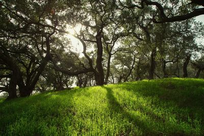 Trees on field against sky