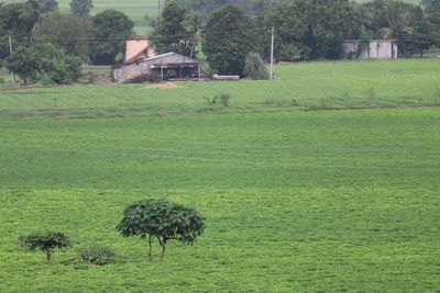 View of a house on grassy field