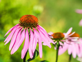 Close-up of purple flower