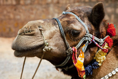 Close-up of camel sitting in desert