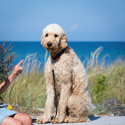 Midsection of woman pointing at dog on beach