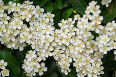 Close-up of white flowering plant